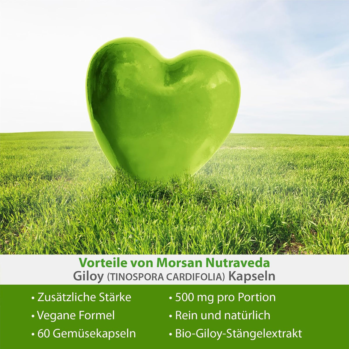 Morsan Nutraveda Giloy (Tinospora Cordifolia, Guduchi) Kapseln | 10:1 hochkonzentrierter Extrakt | 100 % Naturprodukt | Packung mit 60 x 500 mg Vegi-Kapseln