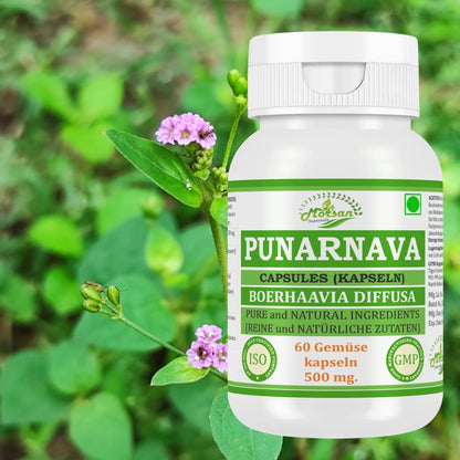 Morsan Nutraveda Punarnava (Boerhaavia Diffusa, Punernava) Kapseln | 10:1 hochkonzentrierter Extrakt | 100 % Naturprodukt | Packung mit 60 x 500 mg Veg.-Kapseln