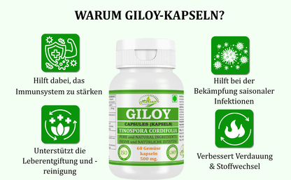 Morsan Nutraveda Giloy (Tinospora Cordifolia, Guduchi) Kapseln | 10:1 hochkonzentrierter Extrakt | 100 % Naturprodukt | Packung mit 60 x 500 mg Vegi-Kapseln