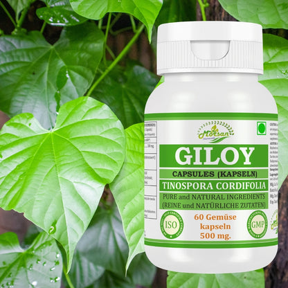 Morsan Nutraveda Giloy (Tinospora Cordifolia, Guduchi) Kapseln | 10:1 hochkonzentrierter Extrakt | 100 % Naturprodukt | Packung mit 60 x 500 mg Vegi-Kapseln