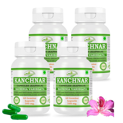 KANCHNAR-KAPSELN - BAUHINIA VARIEGATA - 60 vegetarische Kapseln à 500 mg - REIN und NATÜRLICH