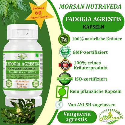 Morsan Nutraveda’s Fadogia Agrestis (Vangueria Agrestis) Capsule | 10:1 Highest Potency Extract | 100 % Natural Product | Pack of 60 x 500 mg. Veg. Capsules