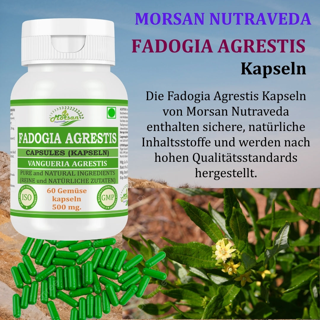 Morsan Nutraveda’s Fadogia Agrestis (Vangueria Agrestis) Capsule | 10:1 Highest Potency Extract | 100 % Natural Product | Pack of 60 x 500 mg. Veg. Capsules